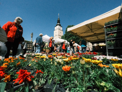 Májový kvet v centre Trnavy. Na snímke prvý deň 9. mája 2024. | Foto: Dušan Vančo, Trnavské rádio